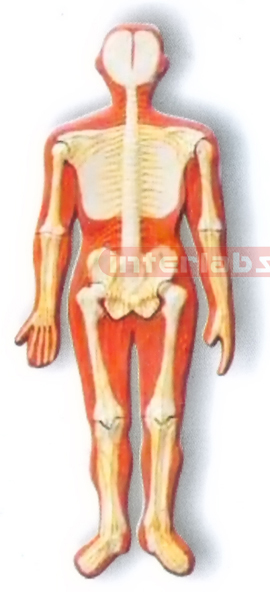 HANGING HUMAN SKELETAL NERVES SYSTEM MODEL